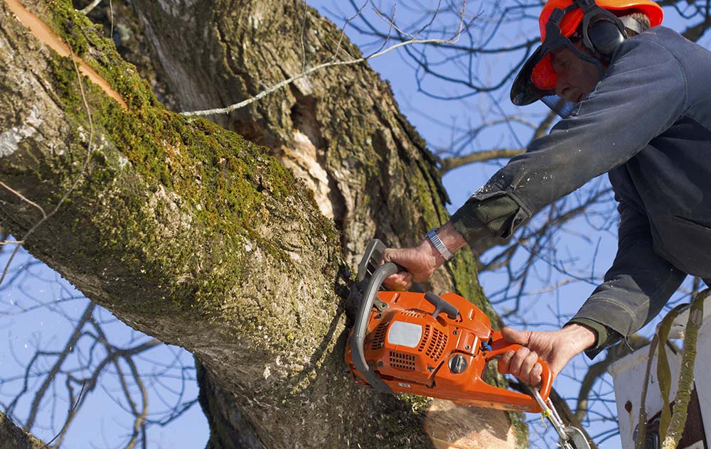 Residential Tree Trimming and Removal in Houston