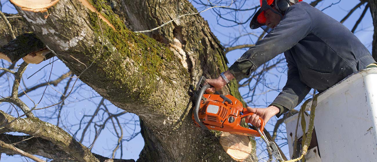 Residential Tree Trimming And Removal In Houston